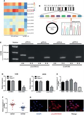 Silencing circOMA1 Inhibits Osteosarcoma Progression by Sponging miR-1294 to Regulate c-Myc Expression